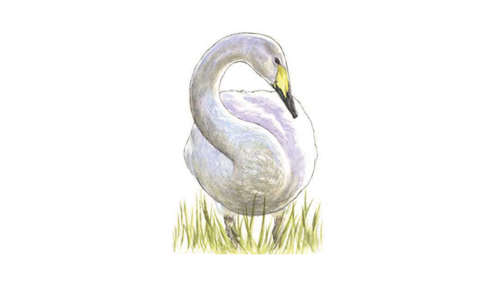 Eala (Whooper Swan)