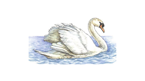 Eala-bhàn (Mute Swan)